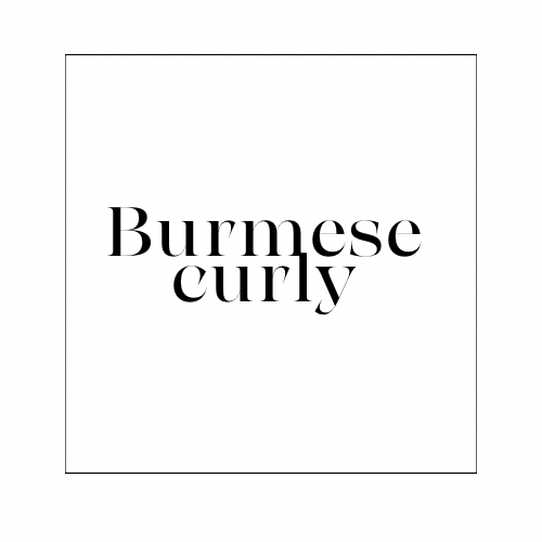 Burmese curly glueless